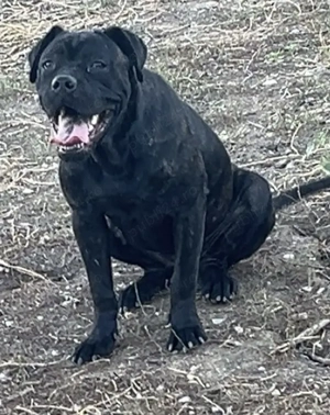 Disponibila, catelusa cane-corso - imagine 2
