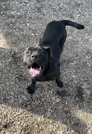 Disponibila, catelusa cane-corso