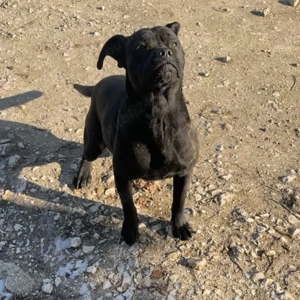 Disponibila, catelusa cane-corso - imagine 3