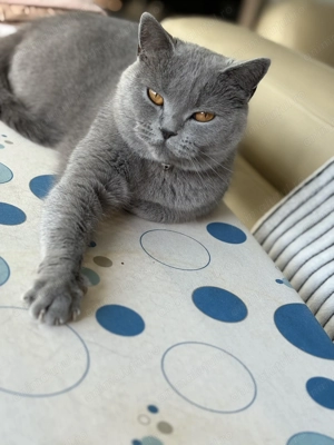 De vanzare pisica British Shorthair  - imagine 3