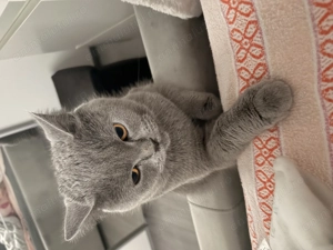 De vanzare pisica British Shorthair 