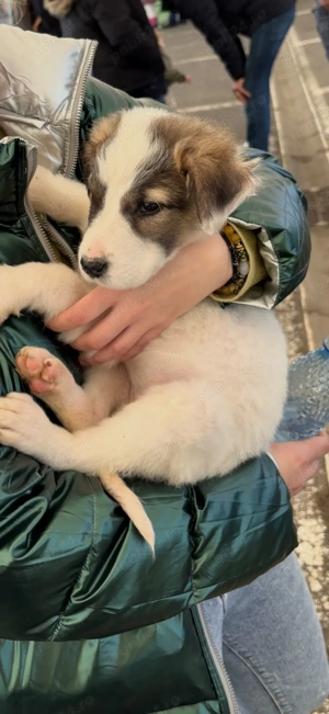 Catelusa 3 luni, talie medie pt adoptie