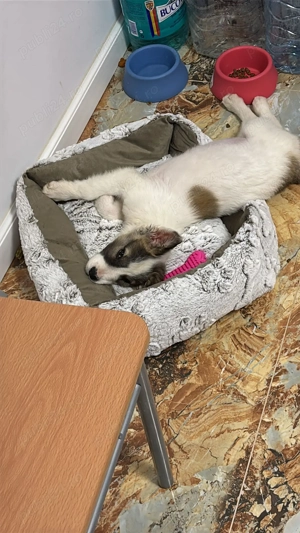 Catelusa 3 luni, talie medie pt adoptie - imagine 3