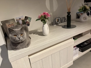 De vanzare pisica British Shorthair  - imagine 5
