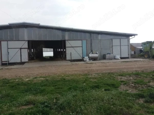 Fermă de vaci complet echipată + 2 case 1051 mp + teren Vetiș - imagine 4