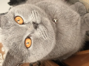 De vanzare pisica British Shorthair  - imagine 2