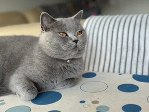 De vanzare pisica British Shorthair  - imagine 4