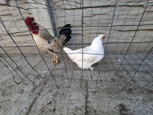 Vand gaini pitice  - imagine 2