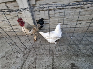 Vand gaini pitice  - imagine 3