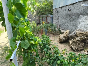 Casa 4 camere, Radu Negru, Teren - 264 mp - imagine 11