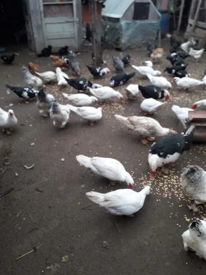 vind rațe găini cocosi de curte - imagine 3