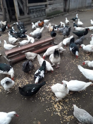 vind rațe găini cocosi de curte - imagine 4