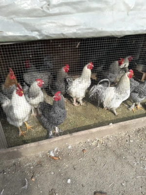 vind rațe găini cocosi de curte - imagine 5