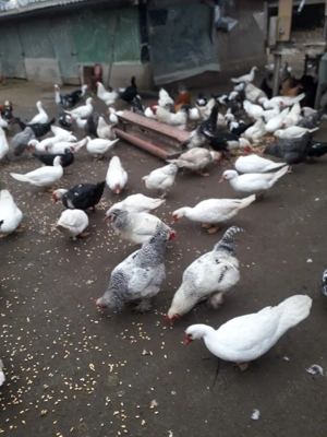 vind rațe găini cocosi de curte - imagine 2