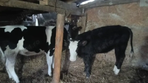 vand 2 vițele  - imagine 2