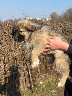 Pui Ciobănesc Talie Mare de vânzare    - imagine 2