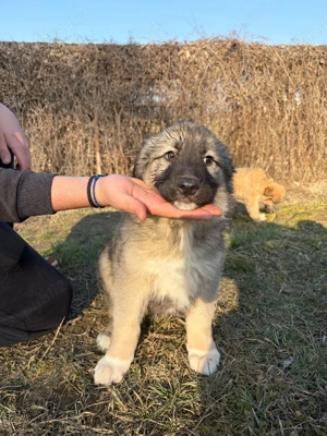 Pui Ciobănesc Talie Mare de vânzare    - imagine 5