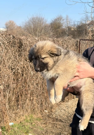 Pui Ciobănesc Talie Mare de vânzare    - imagine 4