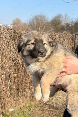 Pui Ciobănesc Talie Mare de vânzare    - imagine 3