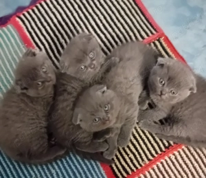 Vând pisicuti scottish fold