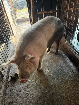 De vânzare porc - imagine 3