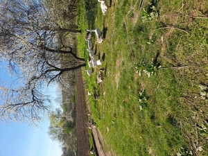 Giste de vinzare - imagine 4