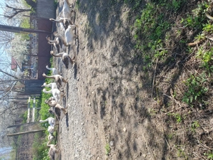 Giste de vinzare - imagine 5