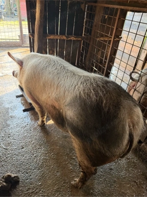 De vânzare porc - imagine 4