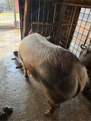 De vânzare porc - imagine 2