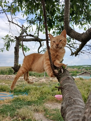 42km de Mangalia 63km Constanta,casa de vacanta,vanatoare