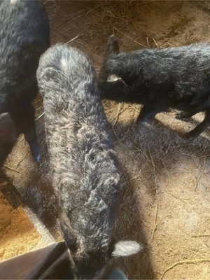 porci mangalita  - imagine 4