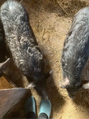 porci mangalita  - imagine 5