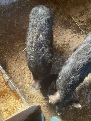 porci mangalita  - imagine 2