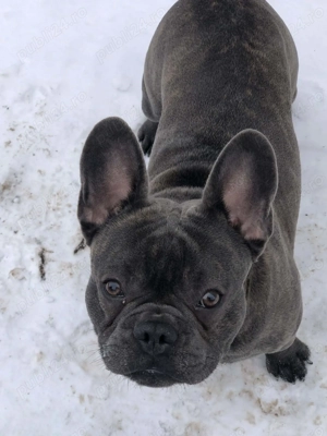Bulldog francez disponibil 