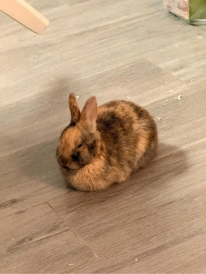 Iepuras de vanzare+ cusca+ hrana - imagine 2