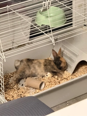 Iepuras de vanzare+ cusca+ hrana - imagine 3