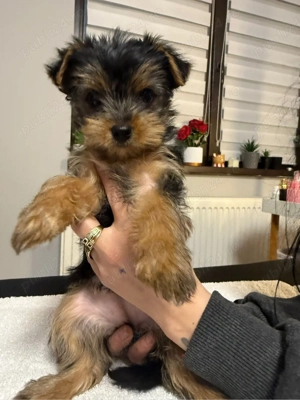 vand  Yorksihre terrier - imagine 2