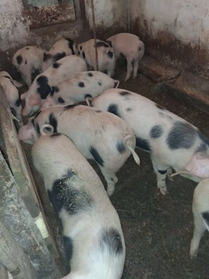 Purcei de vanzare toate marimile  - imagine 2