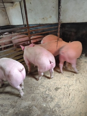 De vanzare purcei godani si porci mari  - imagine 3