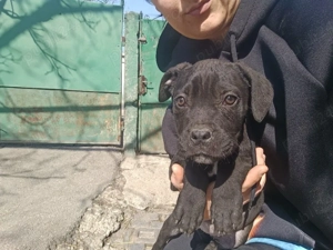 căței cane corso - imagine 5