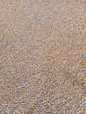 Vand porumb recoltat acum 