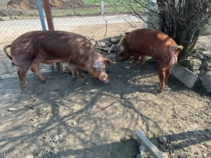 vand sau schimb 4 vieri duroc 