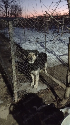 donez câine  - imagine 3