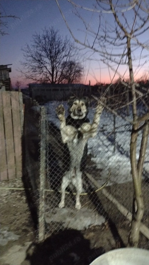 donez câine  - imagine 2