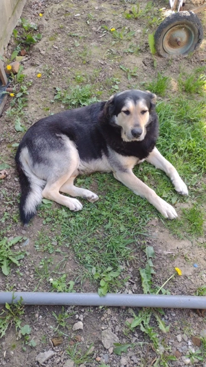 donez câine  - imagine 5