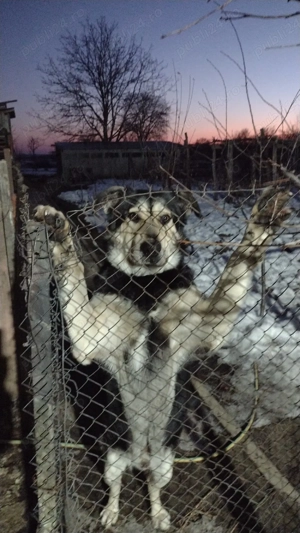 donez câine  - imagine 4