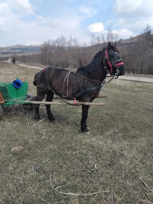 Vand manz  Frumos  - imagine 2