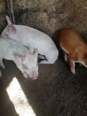 3purcei la1000 - imagine 4