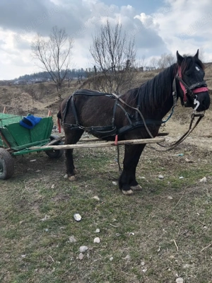 Vand manz  Frumos  - imagine 3