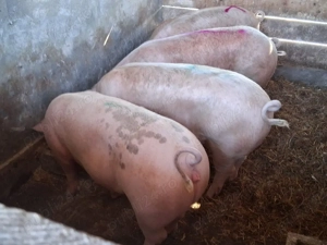 vând porci 90-110 kgpentru sacrificare sau pentru ținut 